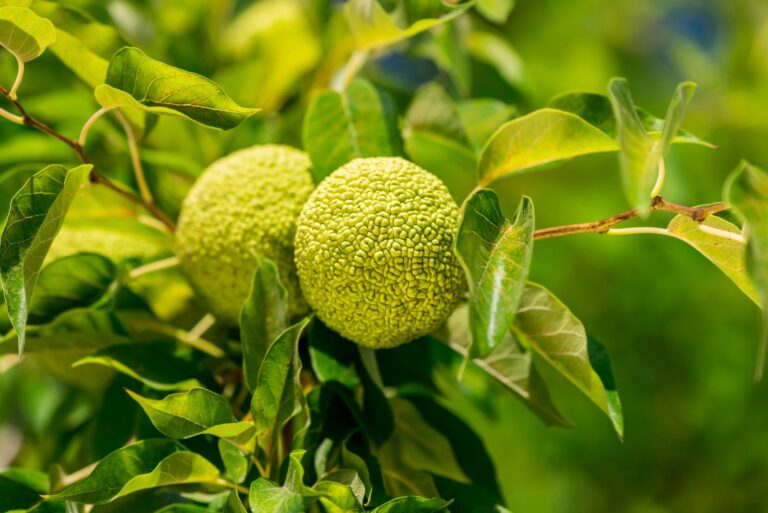 osage orange