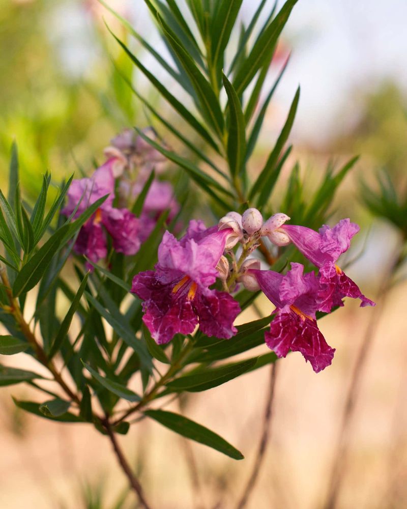 Desert Willow