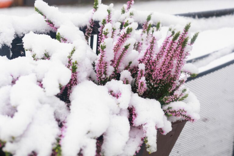 snow on plant
