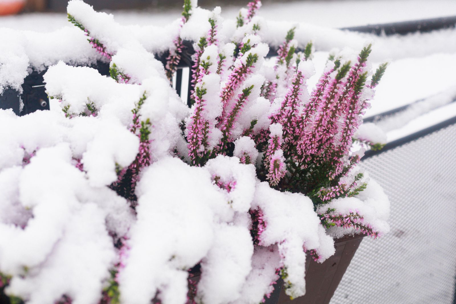 snow on plant