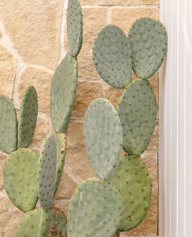 Paddle Cacti Thrive In Intense Arizona Sun