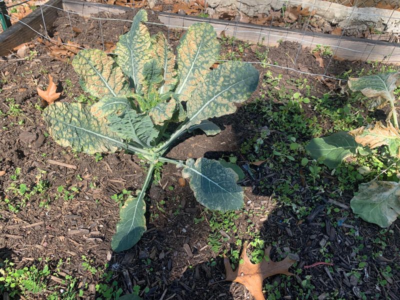 Don't Panic - Wait Before You Cut