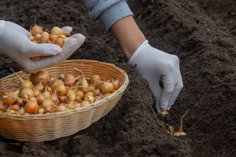 planting onions