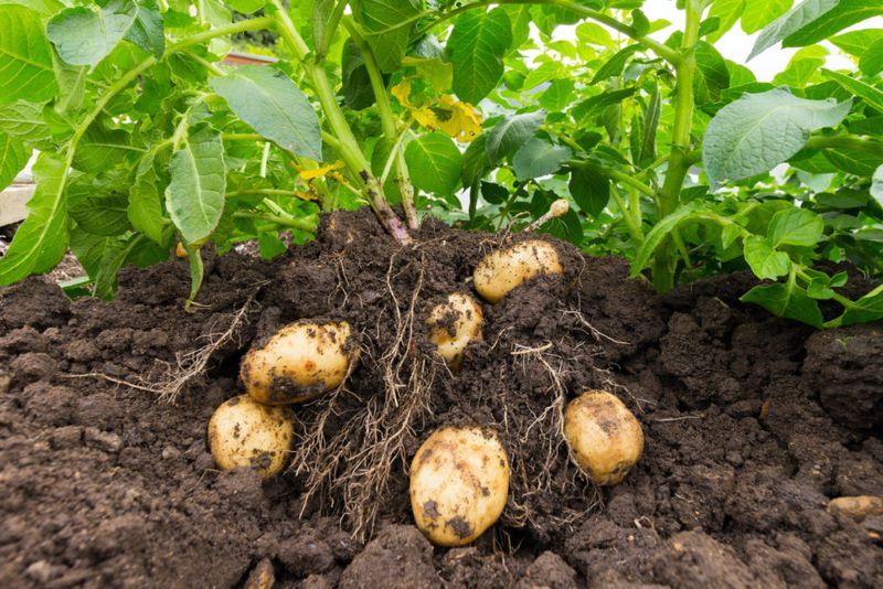 Choose The Right Potato Varieties For Pennsylvania's Climate