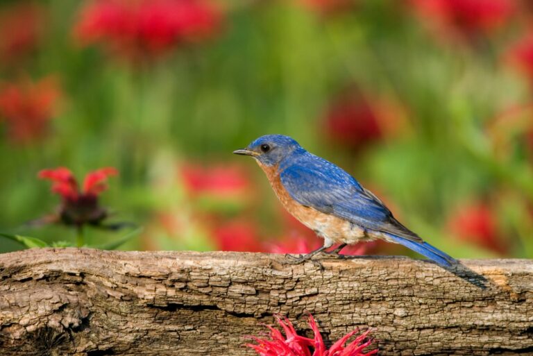 bluebird in garden