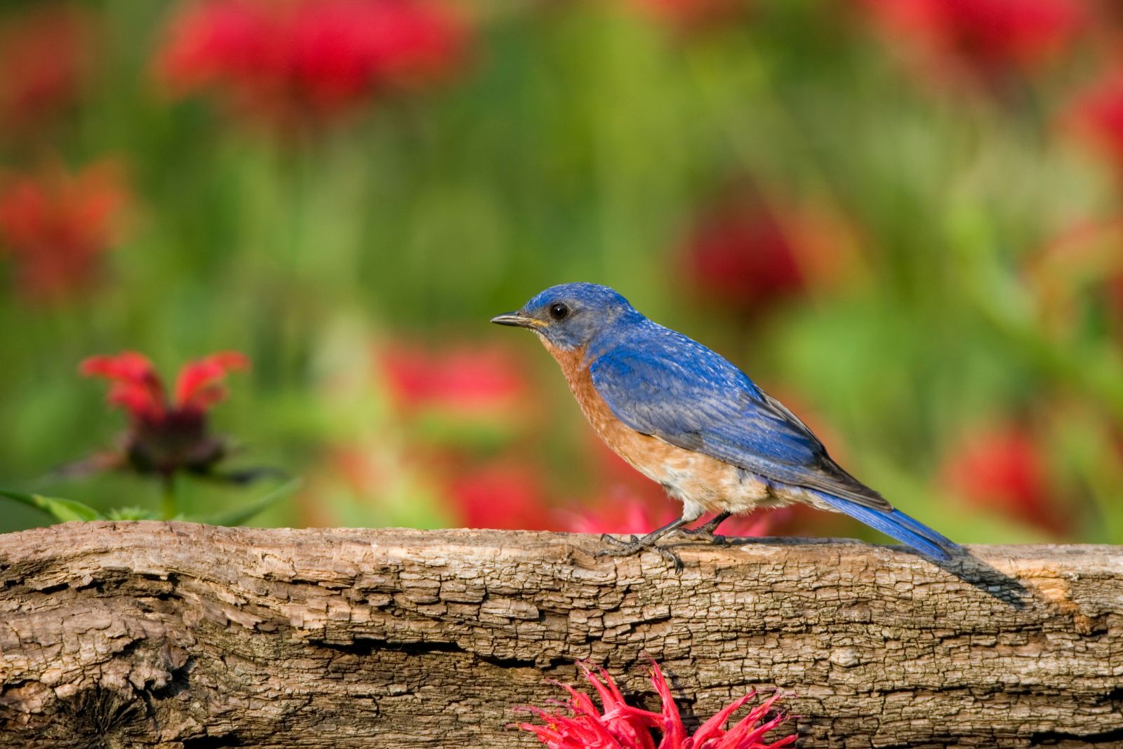 bluebird in garden