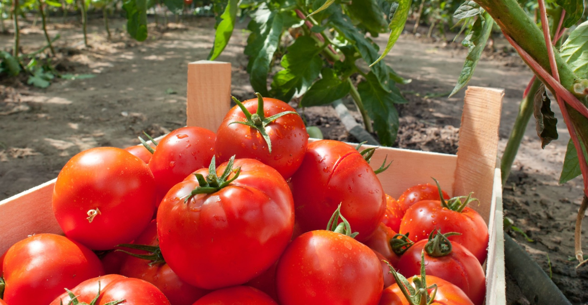 tomato harvest