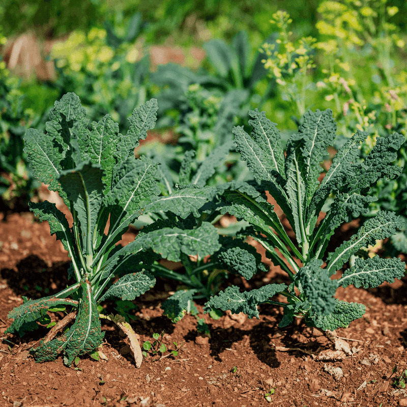 Kale (Brassica Oleracea)