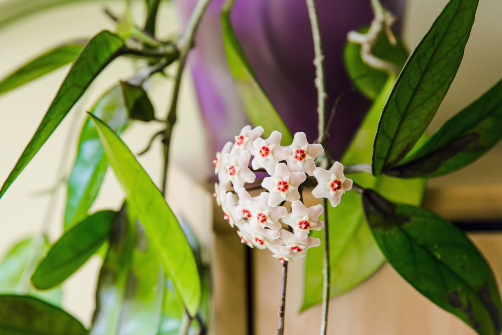 hoya blooming
