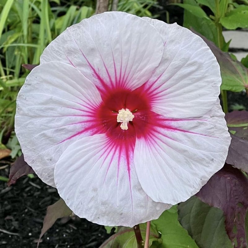 Hardy Hibiscus