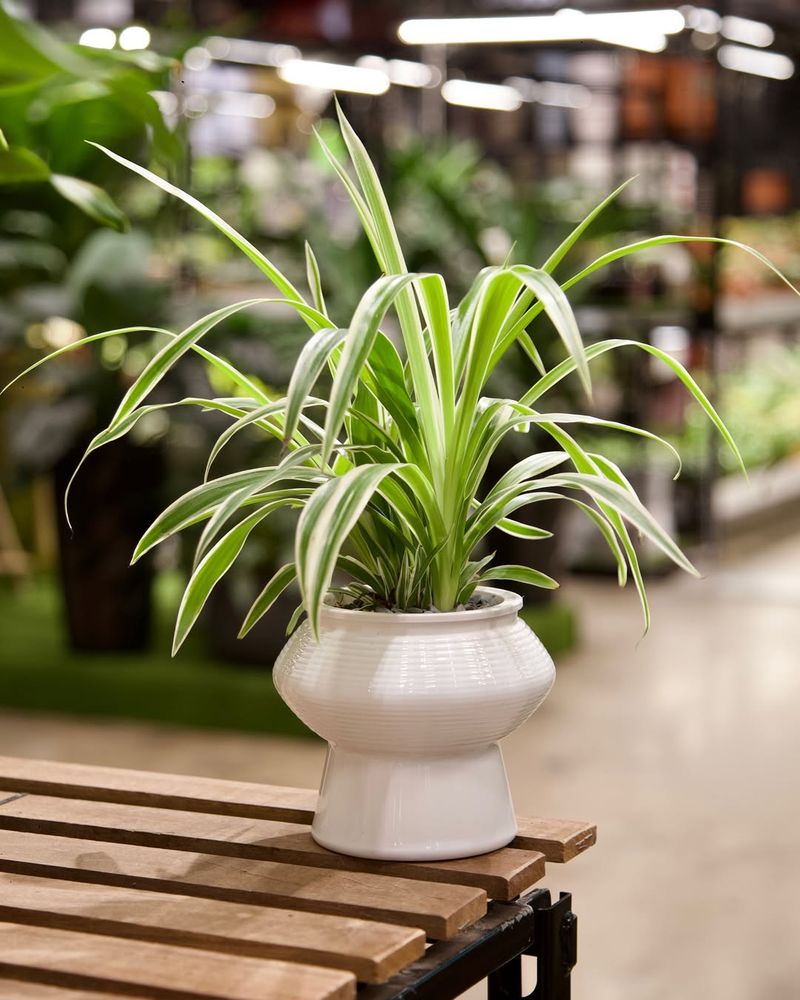 I Can Forget It And It Still Thrives