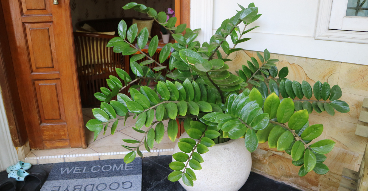 zz plant at the door