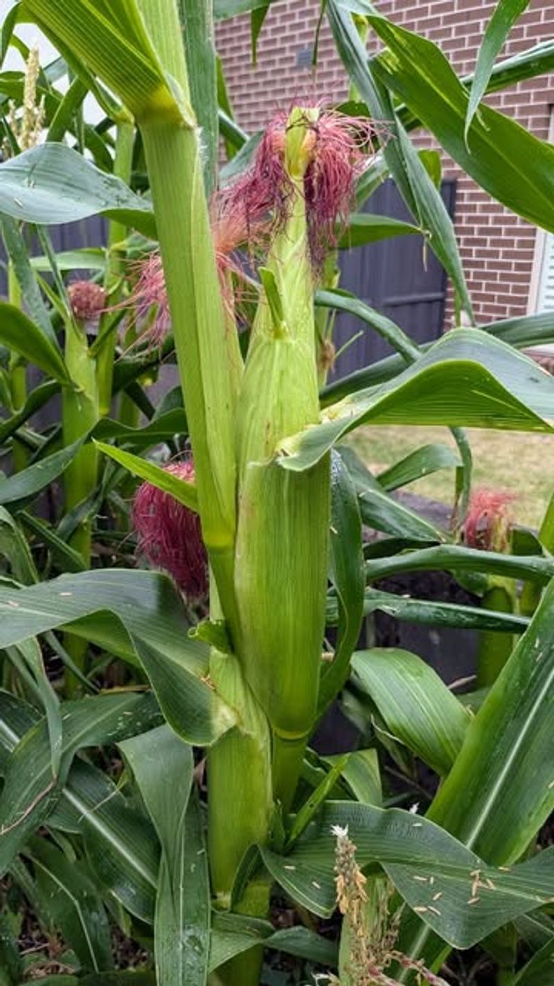 Corn Needs More Room Than Most Raised Beds Allow