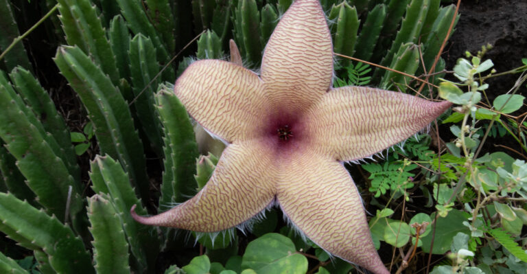 stapelia in bloom
