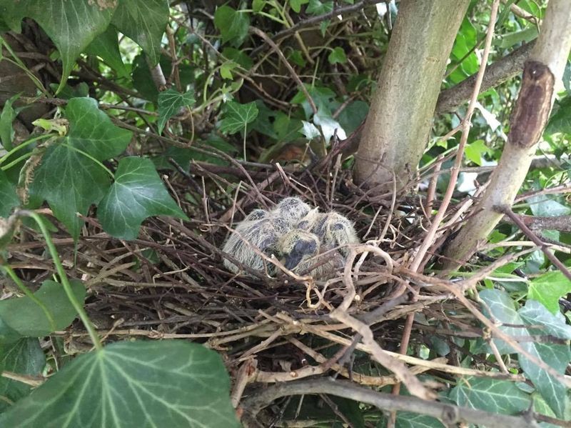 Avoid Trimming During Nesting Season