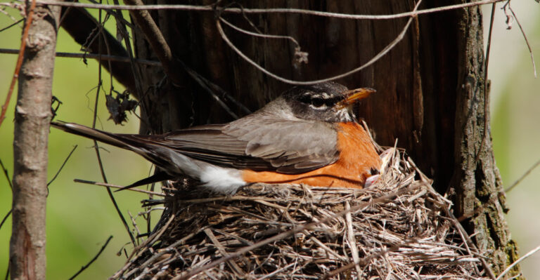 american robin nest