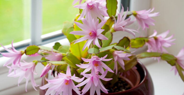 easter cactus (featured image)