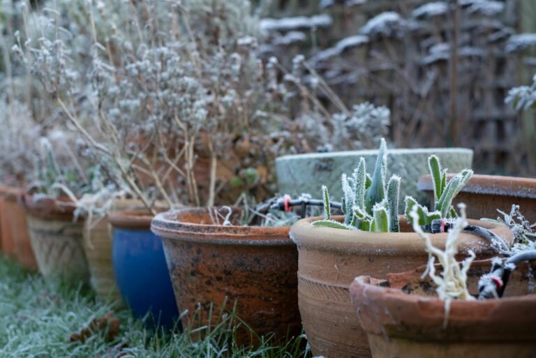 frost covered plants