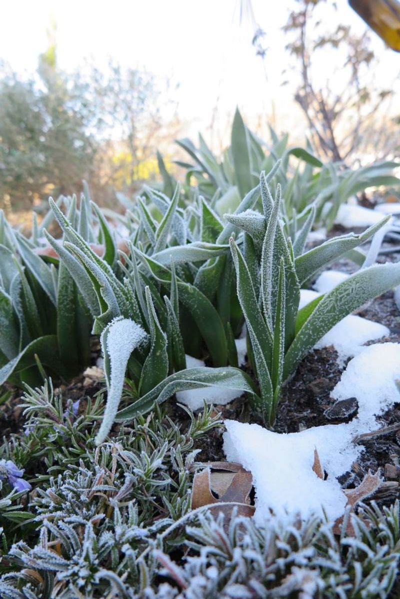 Watch The Forecast Like A Gardener, Not Just A Homeowner