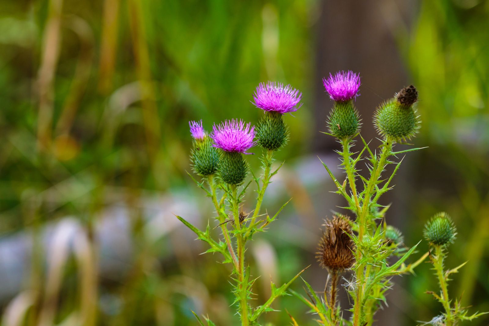 canada thistle