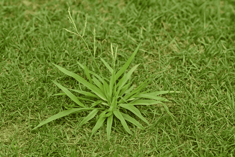 Crabgrass
