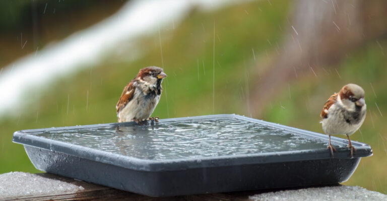 a house sparrow drinking water at a birdbath in the garden at a cold winter day