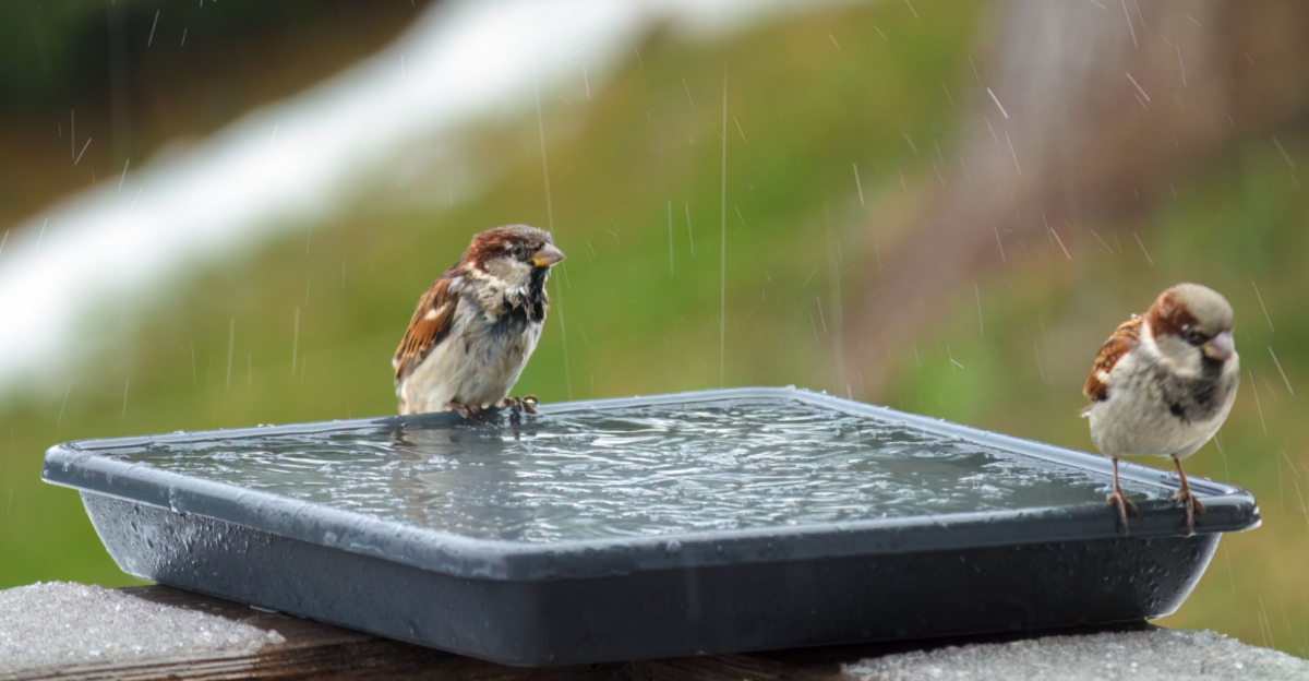 a house sparrow drinking water at a birdbath in the garden at a cold winter day