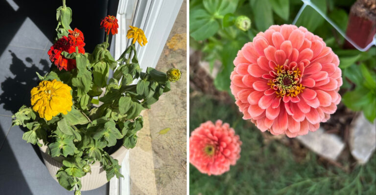 7 Zinnia Growing Mistakes Arizona Gardeners Should Avoid
