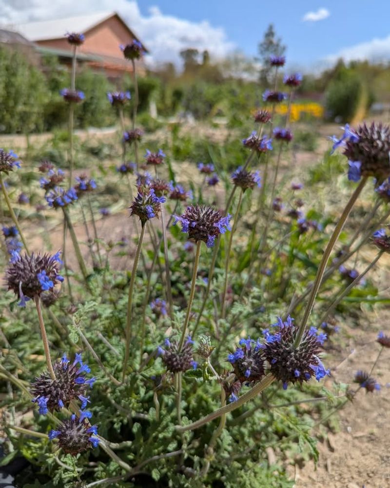 Salvia Columbariae Brings Early Spring Blue To Arizona Deserts