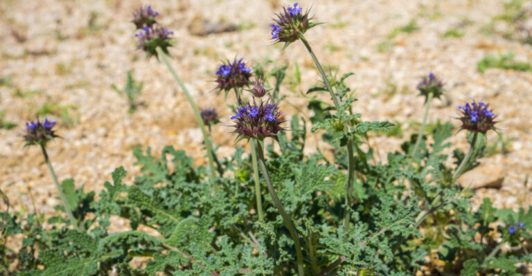 salvia (featured image)