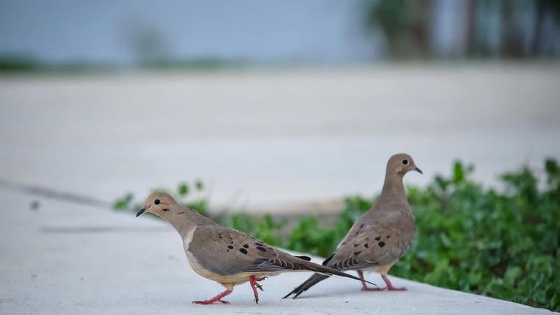 Open Ground Areas That Make Doves Feel Safe