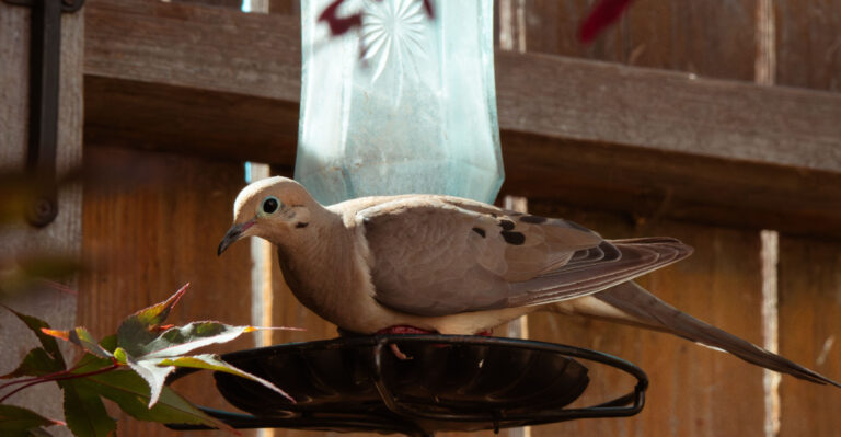 mourning dove (featured image)