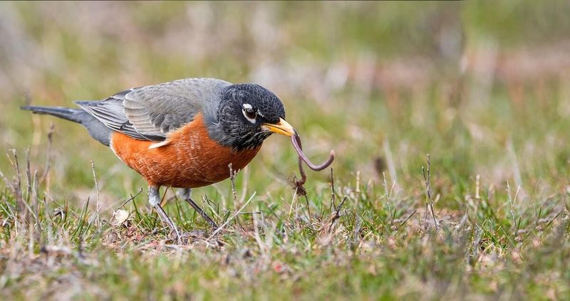 American Robins Become Highly Active In February And March