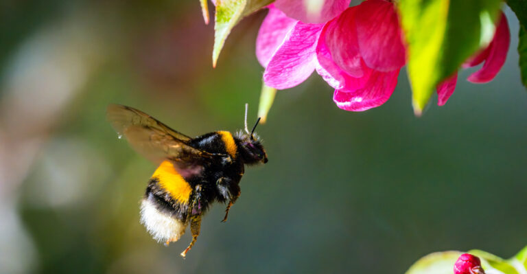 bumblebee on flower