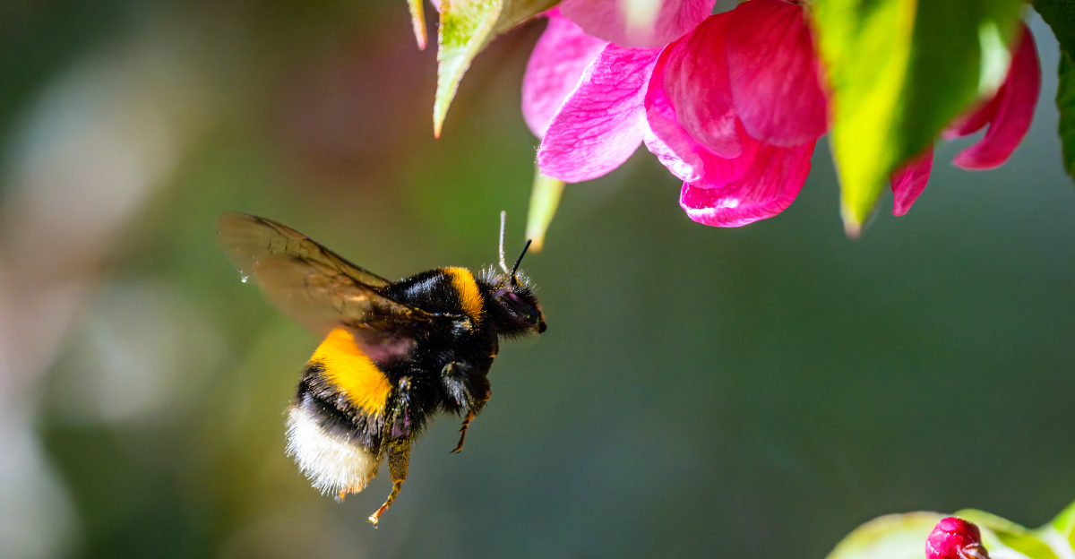bumblebee on flower