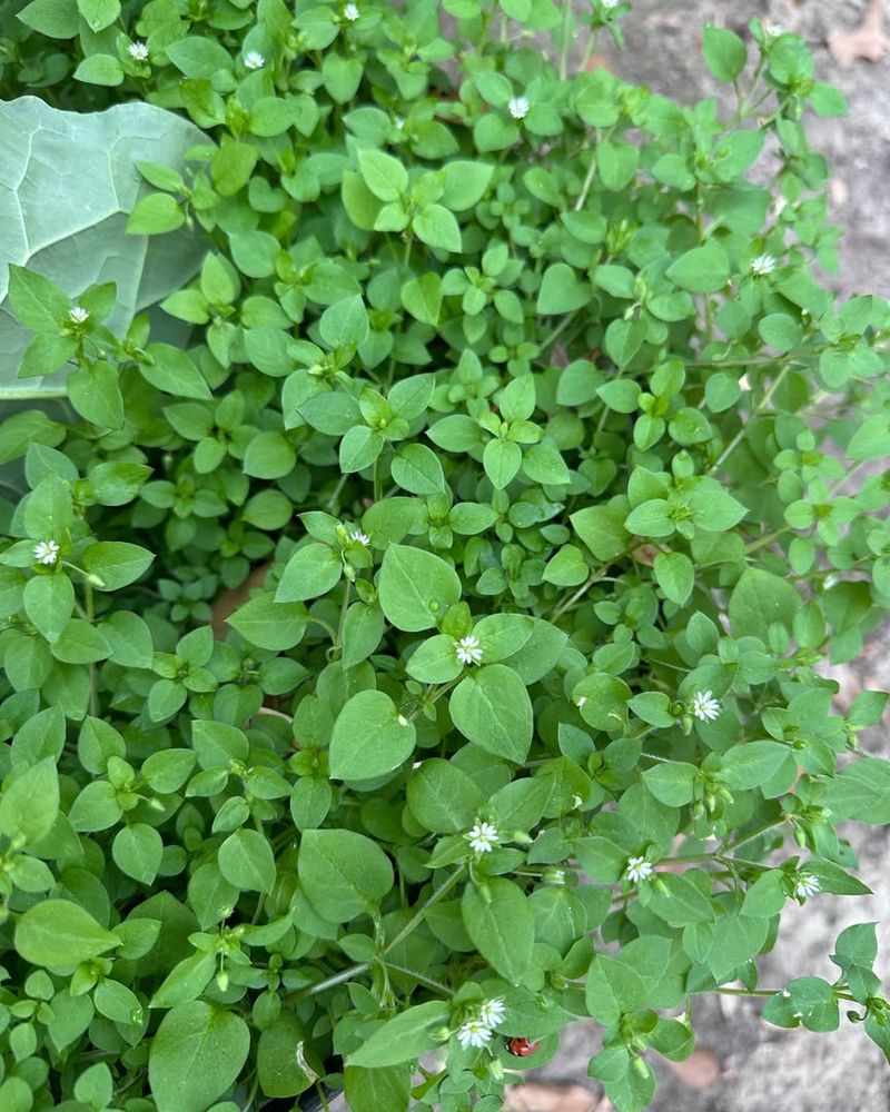Chickweed Spreads In Cool Weather With Tender Leaves You Can Actually Use