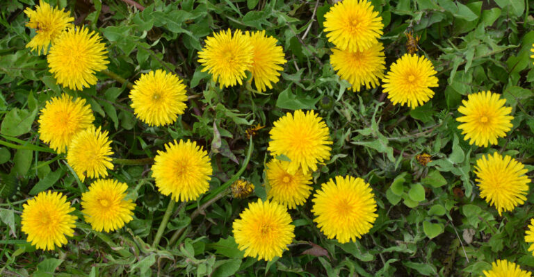 plant (feature image)