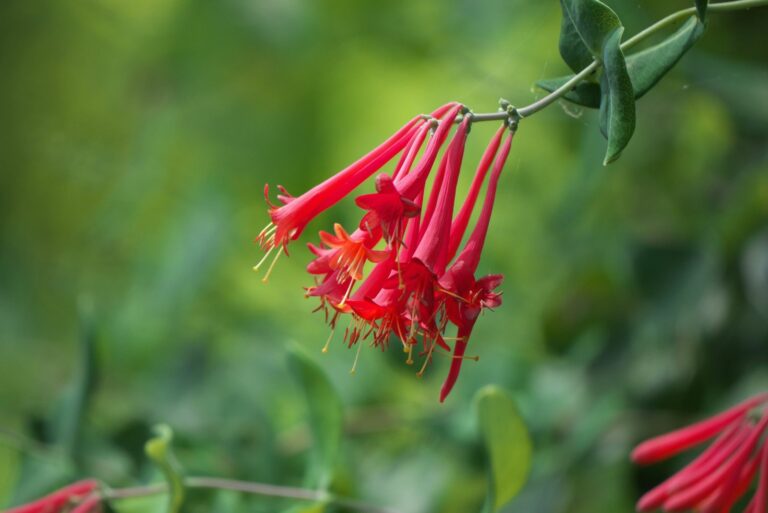 coral honeysuckle