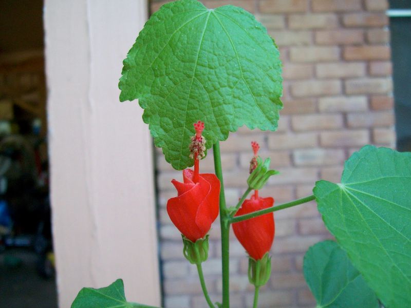 Turk's Cap