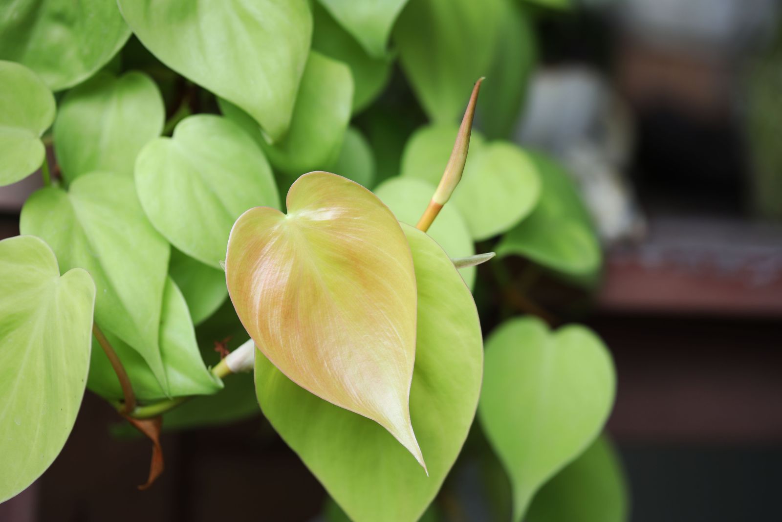 philodendron heartleaf
