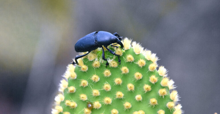 pests (featured image)