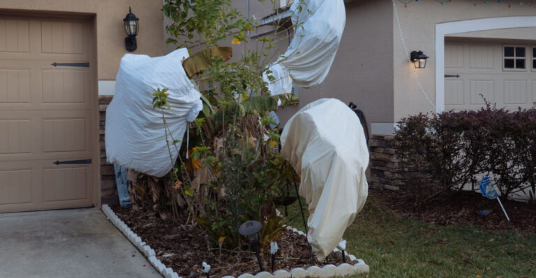 frost cloth on plants
