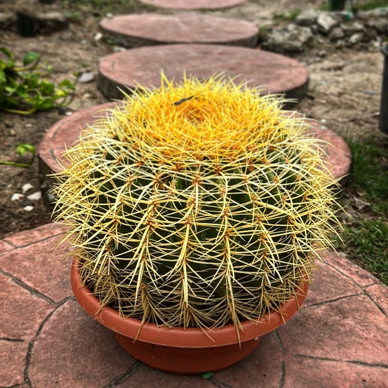 Golden Barrel Brings Bold Shape That Shrugs Off Desert Sun