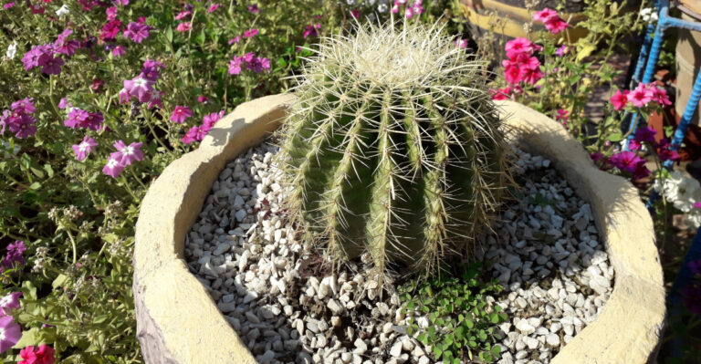 cactus (featured image)