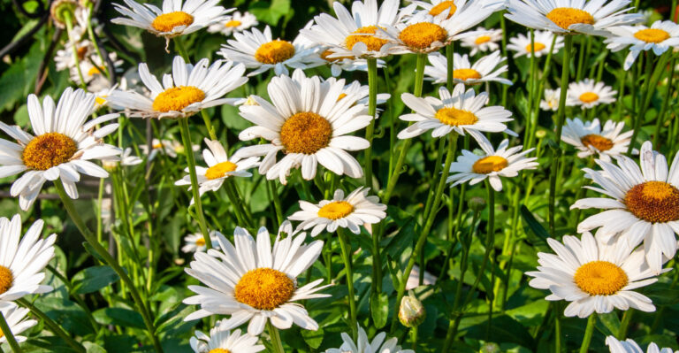 shasta daisies