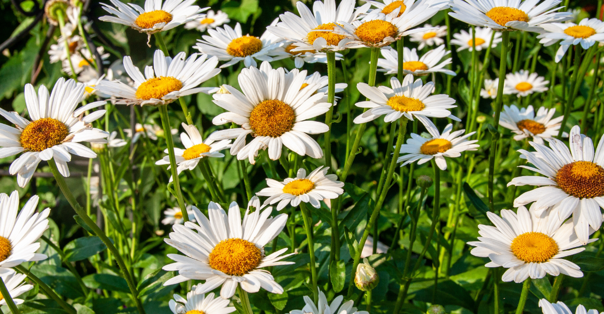 shasta daisies