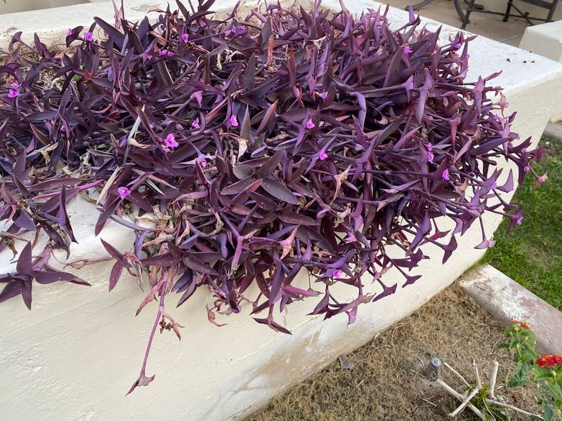 Matching Water Needs Keep Purple Heart Looking Its Best