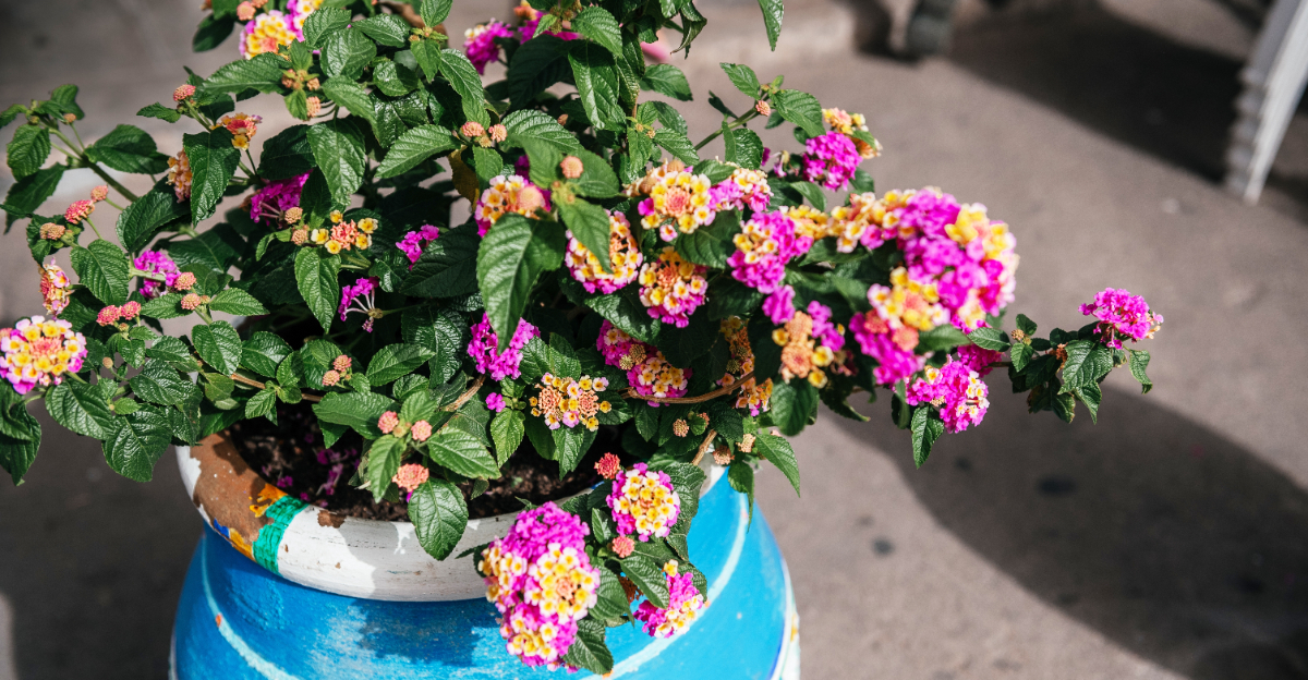 lantana (featured image)