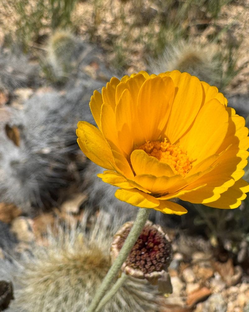 Desert Marigold Shines With Year-Round Yellow Blooms