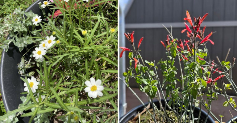 8 Desert Native Plants That Actually Thrive In Arizona Pots
